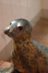 Common Seal. This little guy was stranded on a beach, and... by Grant Kennedy 
